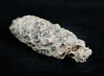 Agatized Pinecone From Morocco - Eocene #1688-1